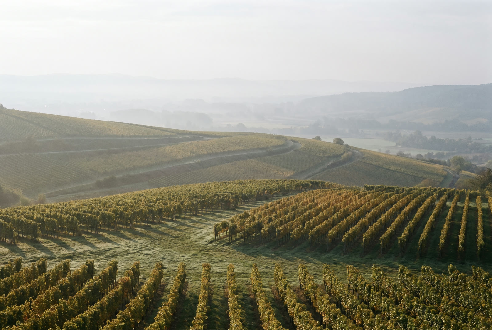 Weinberge in der Pfalz im Morgennebel